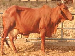 red sindhi cow