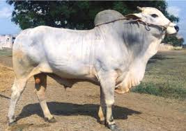 ongole cow