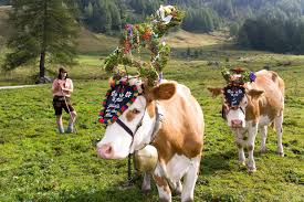 Cow Festival