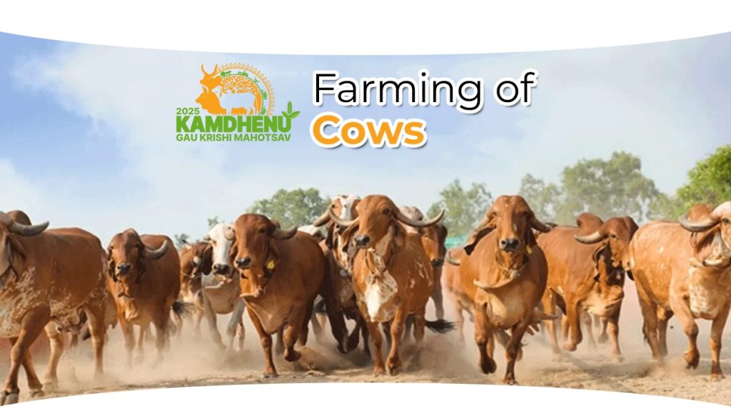 farming-of-cows