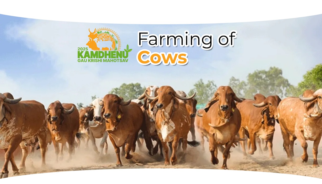 What are the roles and uses farming of cows?