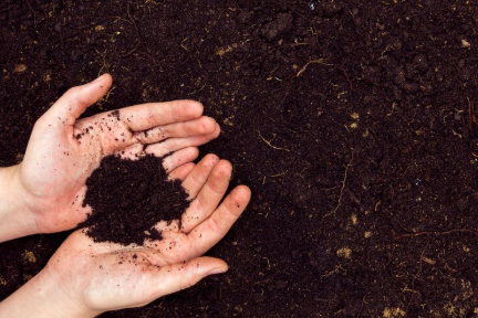 Vermicompost