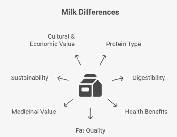Differences Between Desi Cow Milk and Hybrid Cow Milk