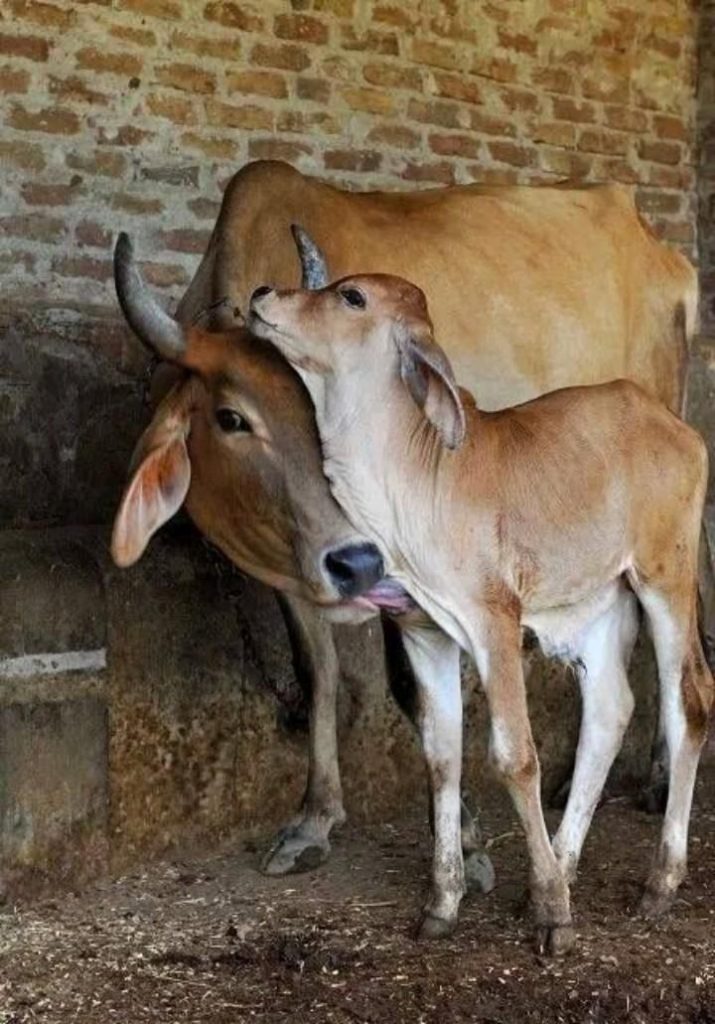 Desi Cow