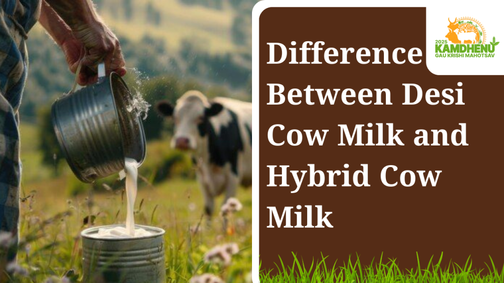 Difference Between Desi Cow Milk and Hybrid Cow Milk